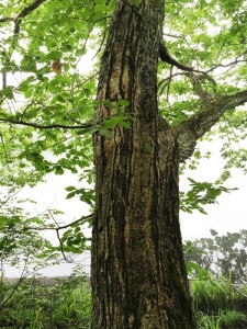 木に登るモリアオガエルを発見！