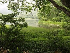 古池の砥草群生地。環境変化により数年前より減っていました。。