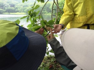 モリアオガエルの卵塊。既におたまじゃくしが出たあとのものも多くありました。